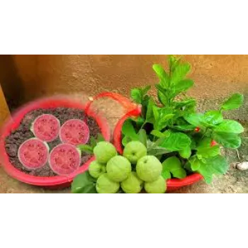 Red Guava Plant